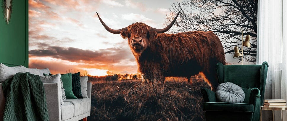 Fotobehang van Schotse Hooglanders