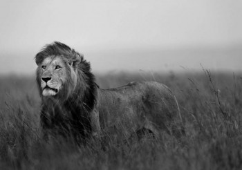 Fotobehang Leeuw in zwart-wit