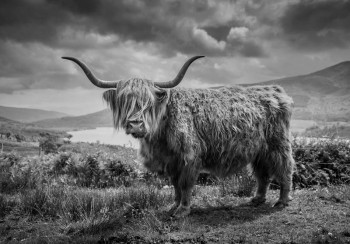 Fotobehang Schotse Hooglander in het Berglandschap zwart-wit