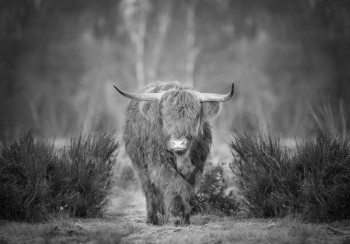 Fotobehang Schotse Hooglander op de Heide zwart-wit