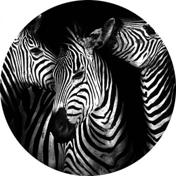 Behangcirkel Zebra's