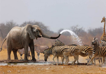 Fotobehang African Wildlife