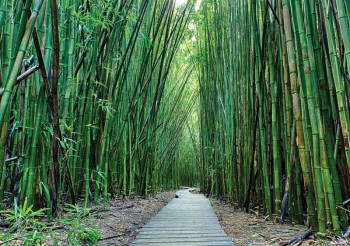 Fotobehang Bamboe
