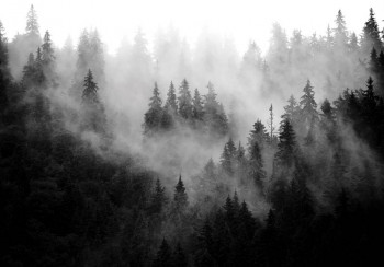 Fotobehang Bos in de Mist
