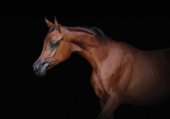 Fotobehang Bruin Paard op Zwarte Achtergrond