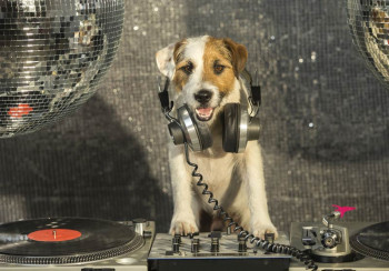 Fotobehang DJ Hond in de Disco | Dolle Beestenboel