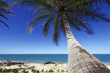 Fotobehang Grote Palmboom aan Zee
