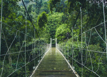 Fotobehang Hangbrug in de Jungle