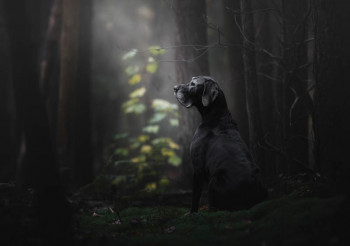 Fotobehang Hond in het Bos