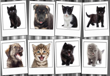 Fotobehang Honden en Katten Collage