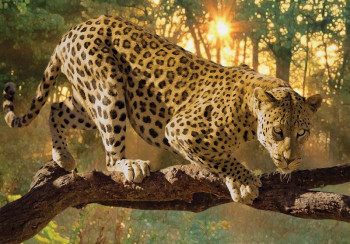 Fotobehang Jaguar in het Bos