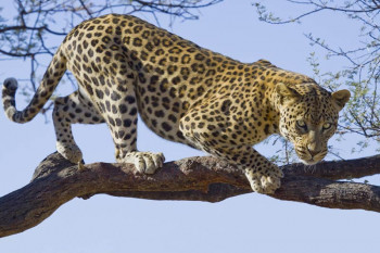 Fotobehang Jaguar