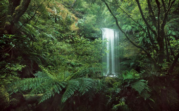 Fotobehang Jungle Waterval - 450 x 280 cm