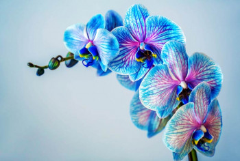 Fotobehang Kleurrijke Orchidee