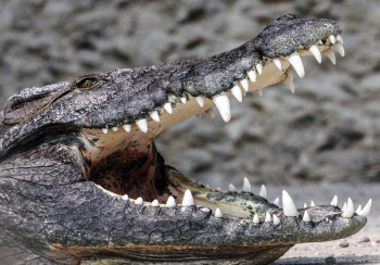 Fotobehang Krokodil