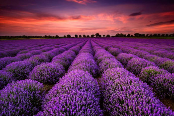 Fotobehang Lavendel Magie