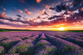Fotobehang Lavendelveld bij Zonsondergang