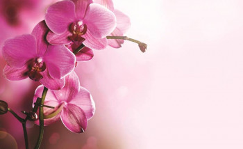 Fotobehang Orchidee