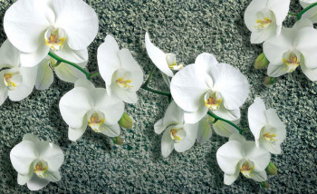 Fotobehang Orchideeën op Beton