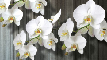 Fotobehang Orchideeën op Houten Planken