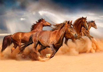 Fotobehang Paarden aan het Strand