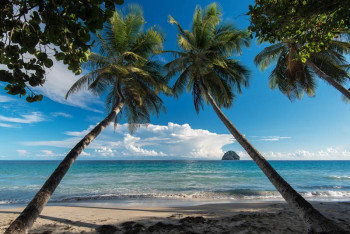 Fotobehang Palmbomen aan Zee