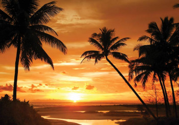 Fotobehang Palmbomen bij Zonsondergang