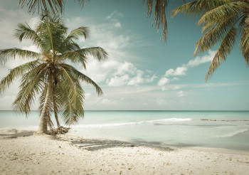 Fotobehang Palmboom aan de Zee