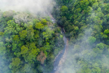 Fotobehang Regenwoud in de Mist