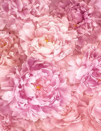 Fotobehang Roze Bloemen - 200 x 260 cm