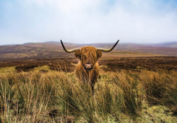 Fotobehang Schotse Hooglander in de Natuur
