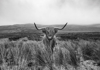 Fotobehang Schotse Hooglander in de Natuur zwart-wit