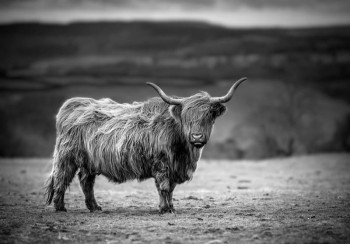 Fotobehang Schotse Hooglander in de Zon zwart-wit
