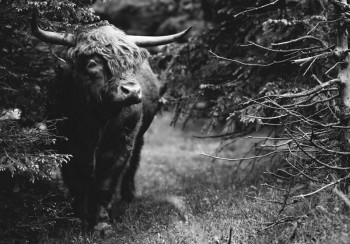 Fotobehang Schotse Hooglander in het Bos zwart-wit