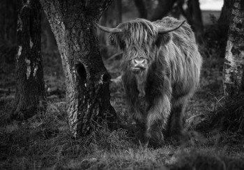 Fotobehang Schotse Hooglander bij de Bomen zwart-wit
