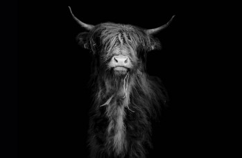 Fotobehang Schotse Hooglander zwart-wit