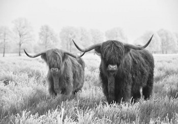 Fotobehang Schotse Hooglanders in de Heide zwart-wit
