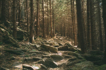 Fotobehang Stenen in het Bos
