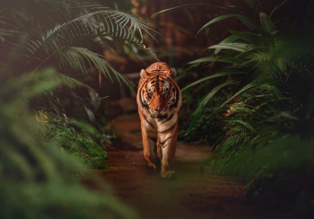 Fotobehang Tijger in de Jungle