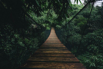 Fotobehang Touwbrug in de Jungle