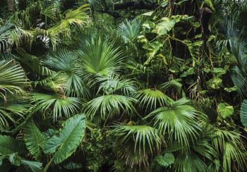 Fotobehang Tropische Jungle
