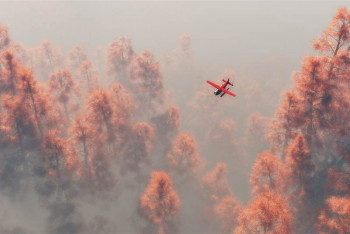 Fotobehang Vliegtuig boven het Mistige Dennenbos
