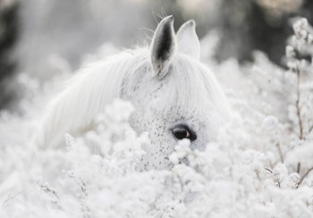 Fotobehang Wit Paard in de Sneeuw