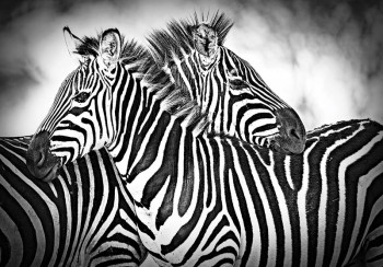 Fotobehang Zebra
