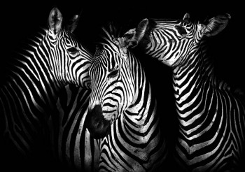Fotobehang Zebra's