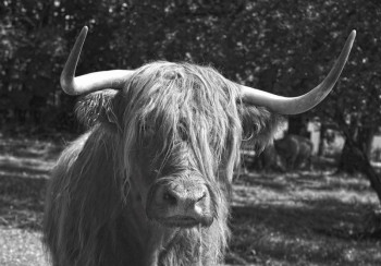 Fotobehang Schotse Hooglander in zwart-wit