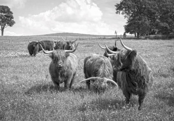 Fotobehang Schotse Hooglanders in de Natuur in zwart-wit
