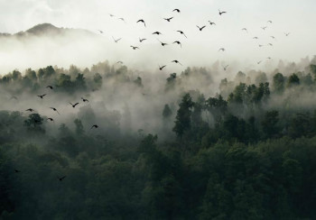 Fotobehang Vogels in de Mist
