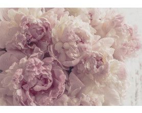 Roze pioenrozen op fotobehang, kleurrijk bloemenmotief.