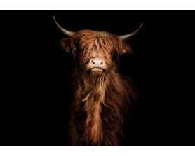 Fotobehang met een majestueuze schotse hooglander op een donkere, zwarte achtergrond. Het krachtige silhouet van de os creëert een dramatisch effect in de slaapkamer.